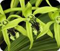 Coelogyne pandurata
